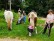 Die Pferde können während einer Rast auf dem Spielplatz grasen.